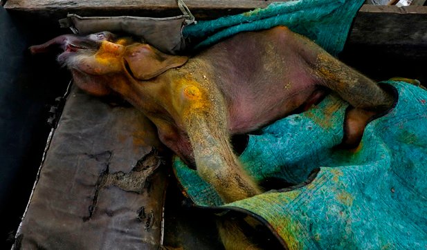 Bayi gajah Sumatera Ditemukan Mati Setelah Terjebak di Kubangan Lumpur
