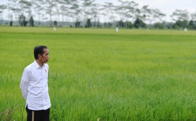 Mengantisipasi Dampak Food Estate terhadap Hutan Alam dan Lahan Gambut