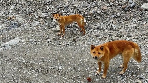 Sempat Dikabarkan Punah, Anjing Bernyanyi Papua Ditemukan Di Kawasan Tambang