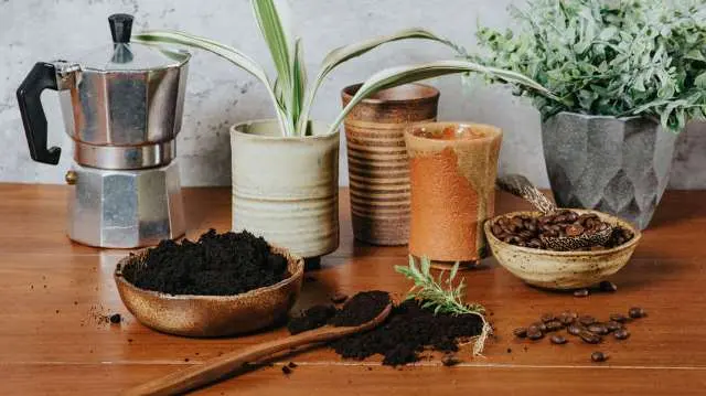 Bagaimana Menaruh Ampas Kopi sebagai Penyubur Tanaman Anda?