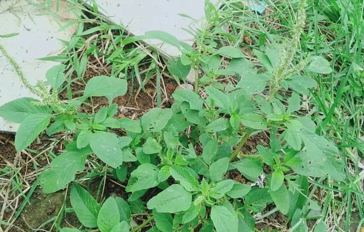 Bayam Duri, Gulma yang Tumbuh Liar Namun Kaya Manfaat