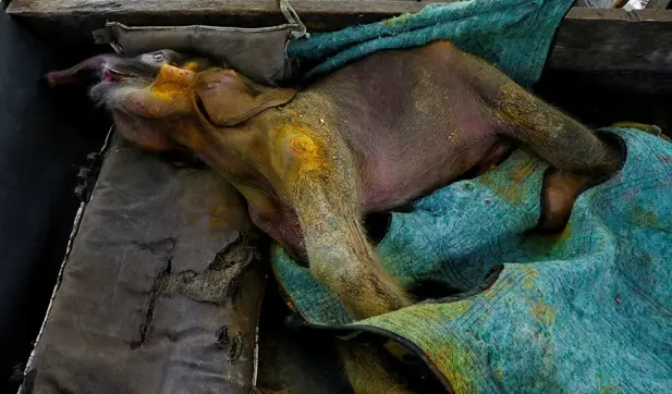 Bayi gajah Sumatera Ditemukan Mati Setelah Terjebak di Kubangan Lumpur