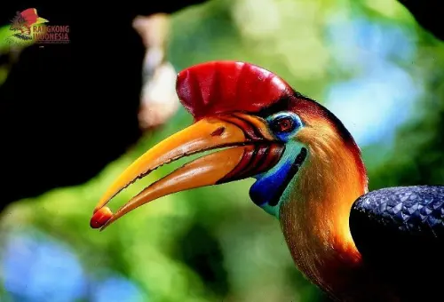 Burung Julang Sulawesi, Si Petani Hutan Diambang Kepunahan