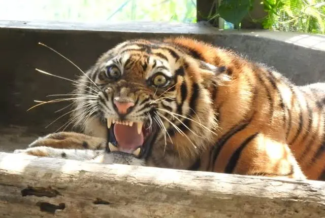 Harimau Sumatera “Ciuniang Nurantih” Dilepasliarkan di TN Kerinci