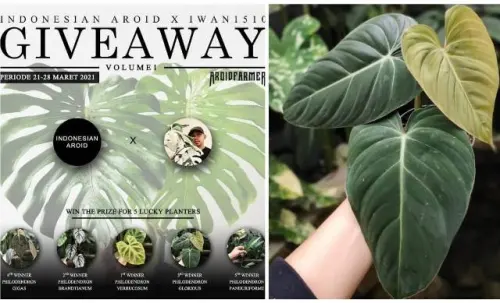 Intip Kuis Berhadiah Philodendron Senilai 10 Juta Rupiah dari Planters Kawakan Ini!