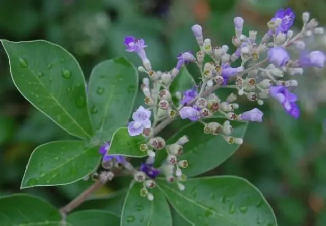 Mengenal Legundi, Tanaman Herbal Beragam Khasiat