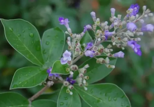Mengenal Legundi, Tanaman Herbal Beragam Khasiat