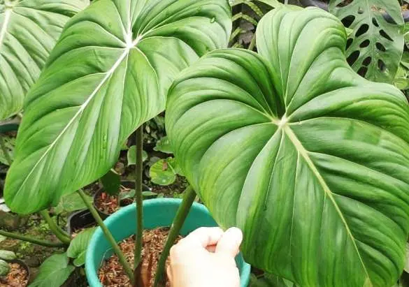 Philodendron Pastazanum, Tanaman Daun Berbentuk Hati yang Indah