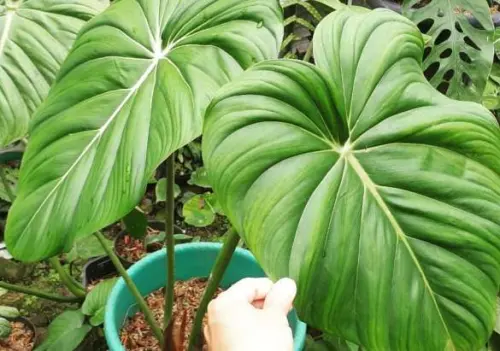 Philodendron Pastazanum, Tanaman Daun Berbentuk Hati yang Indah