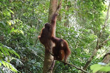 Kisah 5 Orangutan yang Kembali Berumah ke Hutan