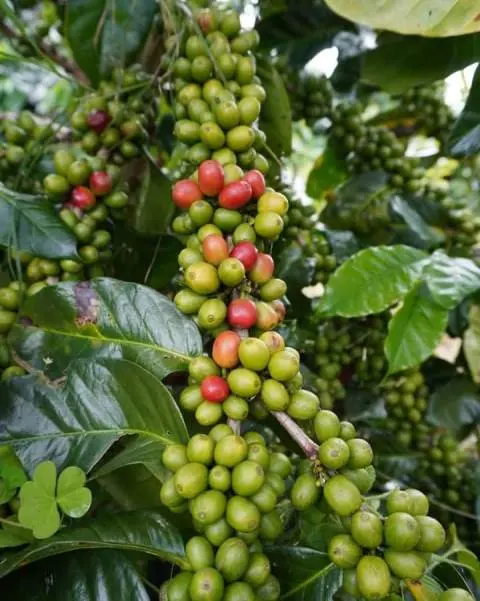 7 Faktor yang Memengaruhi Cita Rasa Kopi