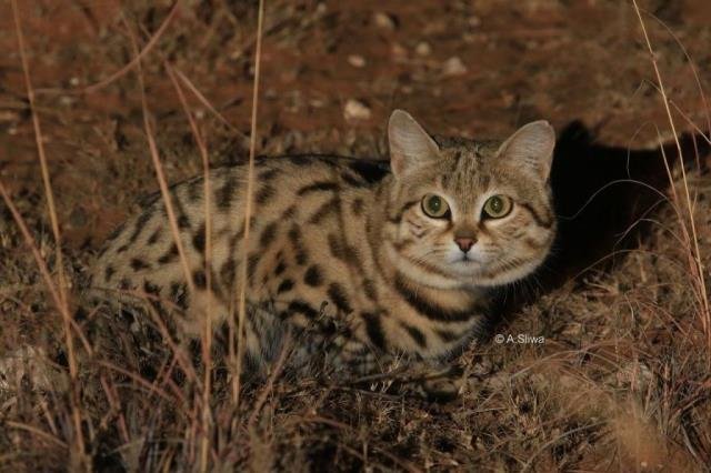 Black Footed Cat, Kucing Liar Pemangsa dari Benua Afrika