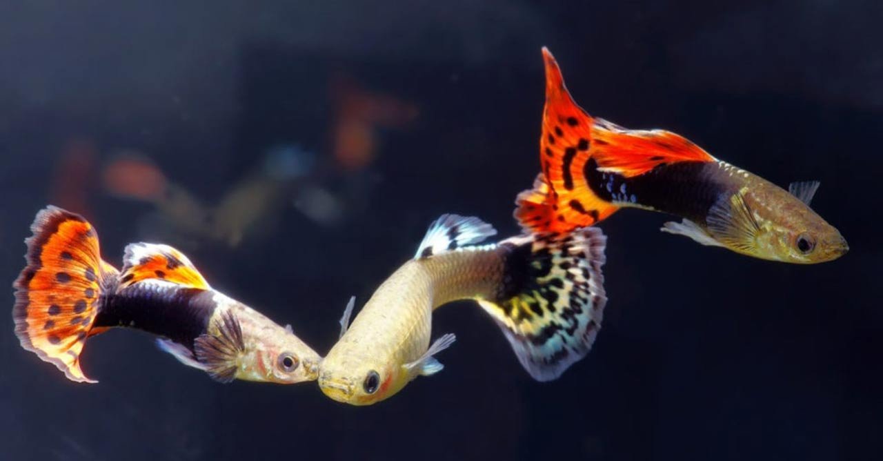 Guppy, Ikan Hias Primadona Sejuta Umat