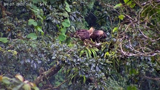 Selamat Datang "Prawara", Elang Jawa Penghuni Baru Taman Nasional Gunung Halimun Salak