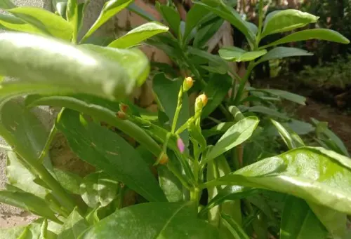 Bisa Jadi Tanaman Andalan Pria, Khasiat Ginseng Jawa Belum Memikat