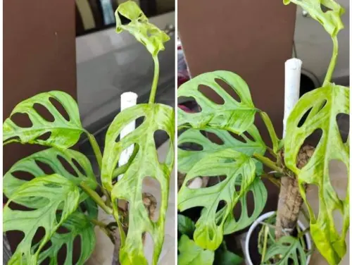 Daun Janda Bolong Keriput dan Layu, Apa Solusinya? Ini Kata Warganet!