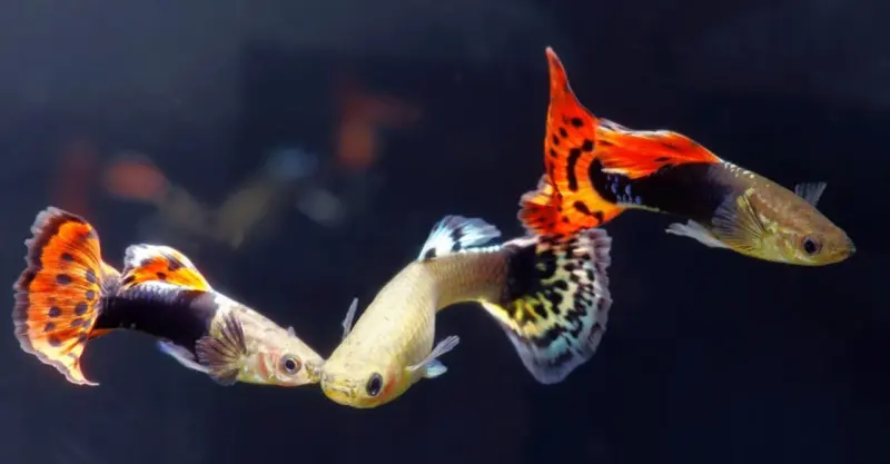 Guppy, Ikan Hias Primadona Sejuta Umat