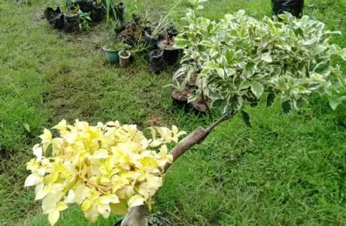 Ini Beda Tanaman dan Tumbuhan serta Hubungan Timbal Baliknya dengan Lingkungan!