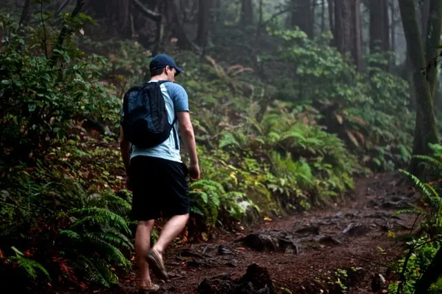 Perihal Hutan, Cara Kita Terhubung dan Kata-Kata Mutiara Mengenainya