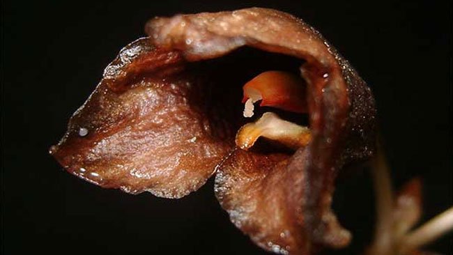 Melepas Status Gastrodia Bambu sebagai Anggrek Endemik Indonesia
