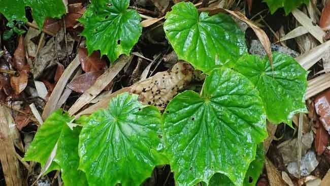 Begonia Enoplocampa, Spesies Baru Tumbuhan yang Hanya Ada di Selayar