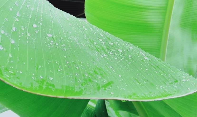 Daun Pisang sebagai Pembungkus Makanan, Manfaatnya Ternyata Istimewa!