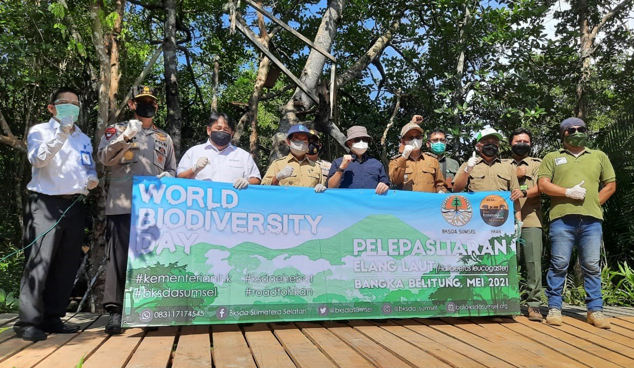 Demi Jaga Kelestariannya, KLHK Lepasliarkan Elang Laut Dada Putih