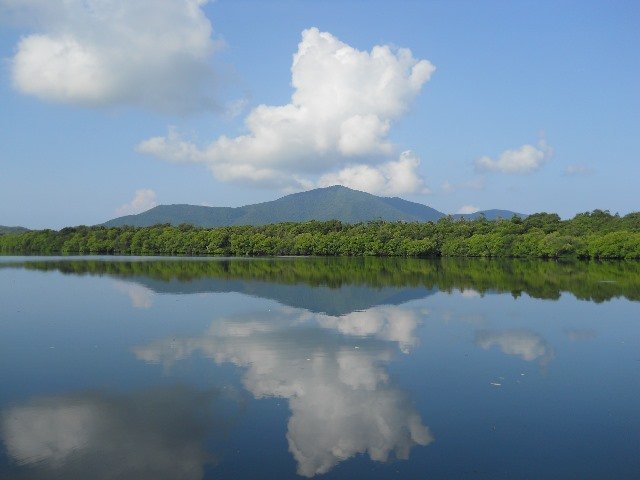 Energi Penyelamat Bumi itu Bernama Mangrove, Teruslah Menjaganya!