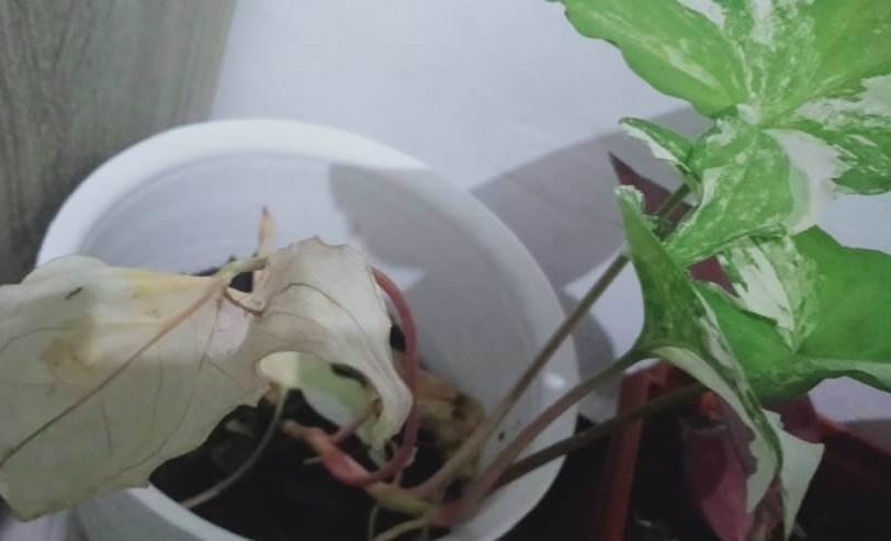 Perhatikan 5 Hal Ini Agar Tanaman Hias Anda tak Mati Mendadak!