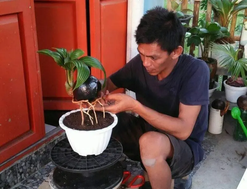 Cerita Seorang Seniman Bonsai Kelapa di Pasangkayu, Pembelinya hingga Amerika