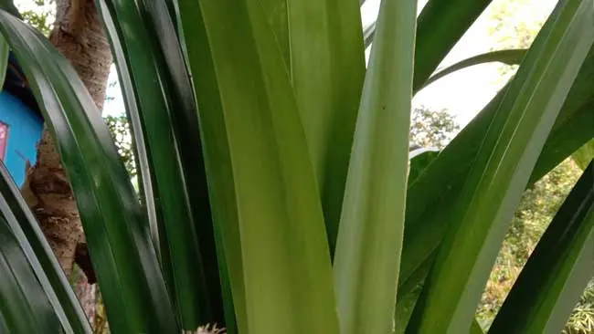 Daun-Daun yang Diburu Jelang Lebaran