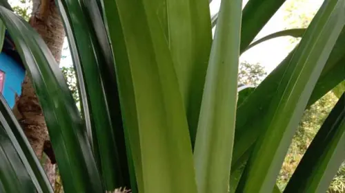 Daun-Daun yang Diburu Jelang Lebaran