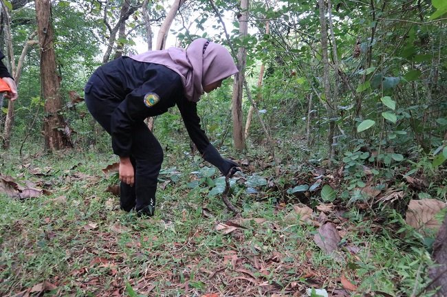 6 Ekor Ular Sanca Kembang Dilepasliarkan di SM Sermo Kulon Progo