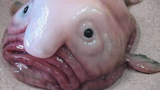 Mengenal Blobfish, Ikan Laut Terjelek Dunia dan Fakta Mengenainya