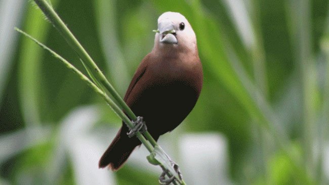 Di Antara 50 Miliar Burung Liar, Ini 4 Spesies Burung Paling Dominan!