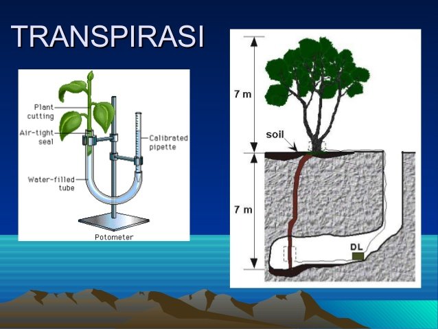 Memahami Proses Transpirasi dan Fungsinya bagi Tumbuhan