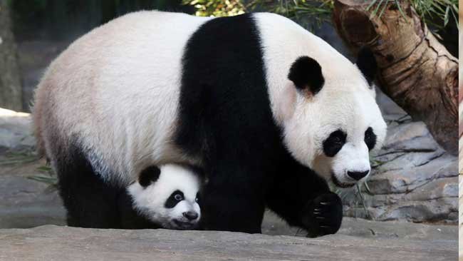 4 Tahun Absen Bersalin, Panda Raksasa Kembali Melahirkan di Tokyo
