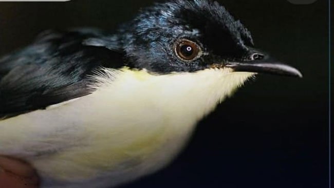 Penemuan Jenis Baru Berrypecker Menambah Daftar Burung Indonesia