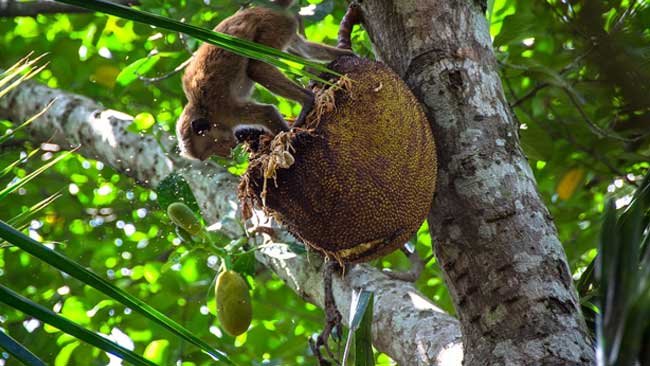 Selain Pangan, 4 Pohon Buah Ini Juga Bisa Memenuhi Kebutuhan Papan