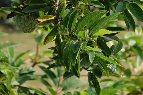 Berkenalan dengan Daun Srikaya, Kandungan dan Manfaatnya