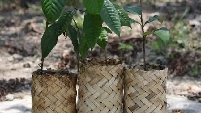 Ecopolybag, Pengganti Polybag Plastik yang Lebih Ramah Lingkungan