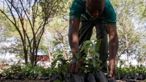 Ghana Hijau, Proyek Fantastik dengan Menanam 5 Juta Pohon dalam Sehari