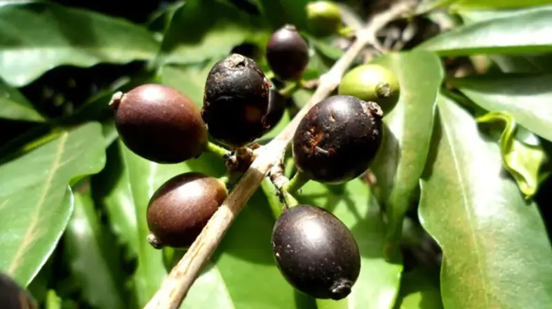 Kabar Baik, Ditemukan Spesies Kopi Liar yang Tahan dari Perubahan Iklim