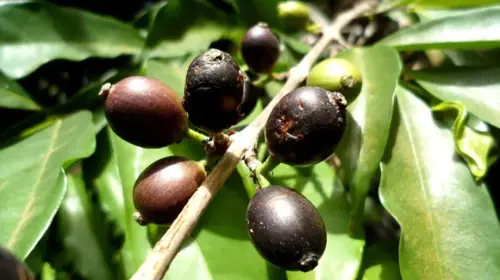 Kabar Baik, Ditemukan Spesies Kopi Liar yang Tahan dari Perubahan Iklim
