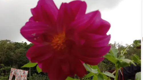 Kisah Bunga Dahlia dari Beranda Rumah Puang Roncing