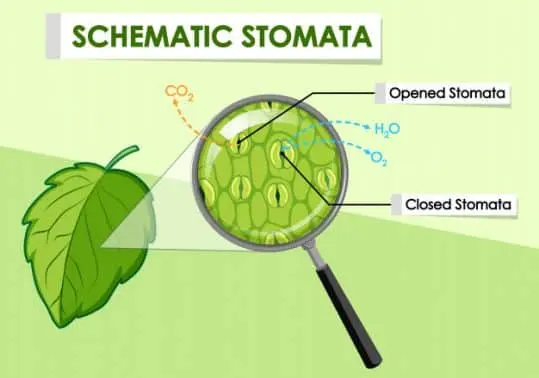Memahami Stomata, Fungsi dan Mekanisme Kerjanya pada Tumbuhan