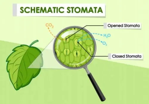 Memahami Stomata, Fungsi dan Mekanisme Kerjanya pada Tumbuhan