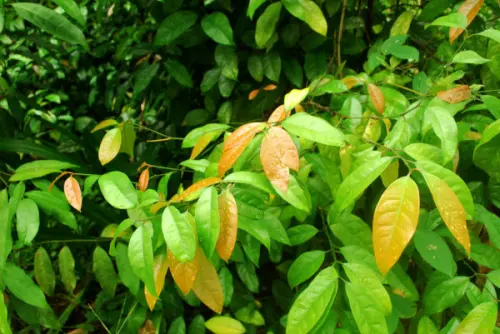 Menelisik Penyebab Beberapa Daun Tanaman Hidup Lebih Lama dari Daun Lainnya