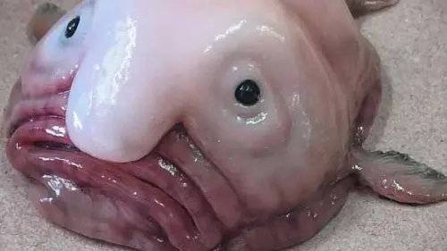 Mengenal Blobfish, Ikan Laut Terjelek Dunia dan Fakta Mengenainya