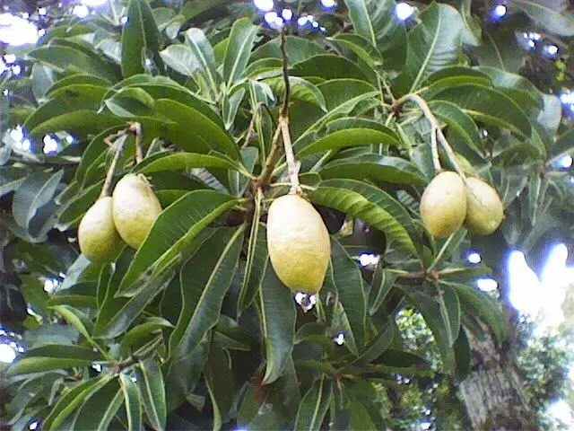Menilik Buah Kemang yang Keberadaannya Makin Langka